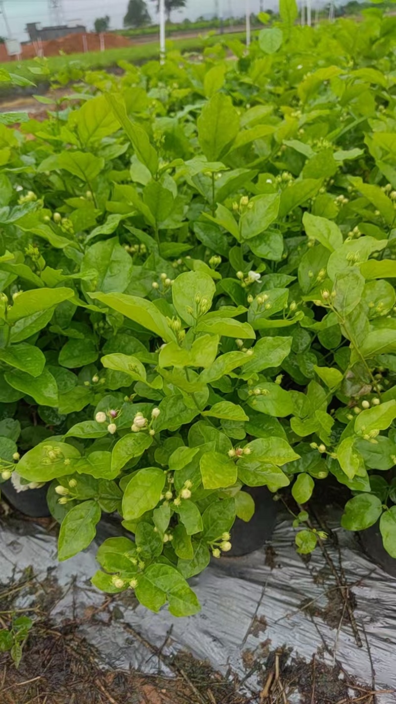 横县茉莉花盆栽带苞发货原产地直销