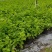 横县茉莉花盆栽带苞发货原产地直销