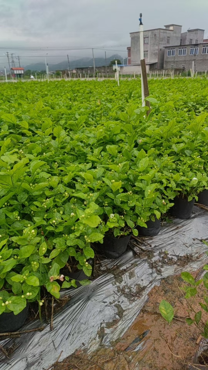 横县茉莉花盆栽带苞发货原产地直销