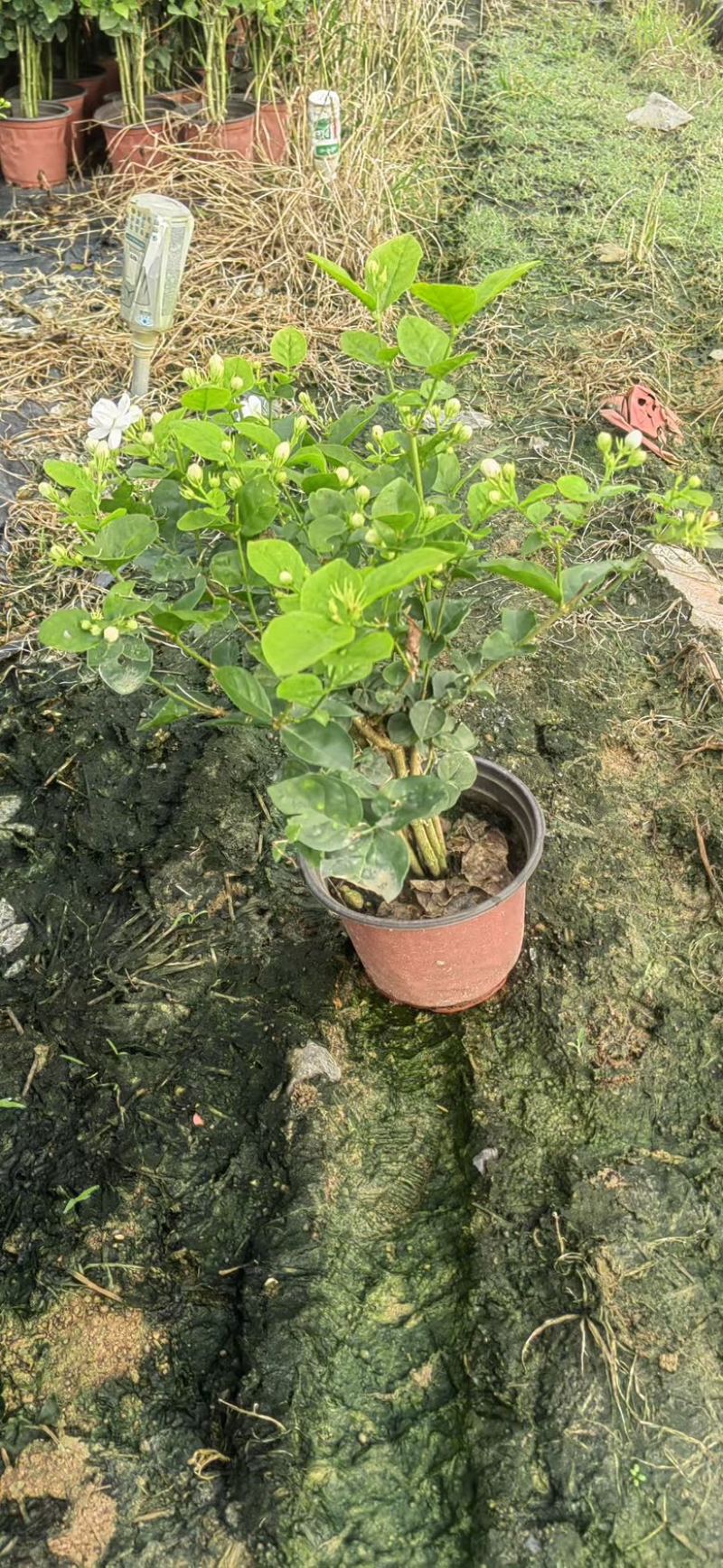 横县茉莉花盆栽带苞发货原产地直销