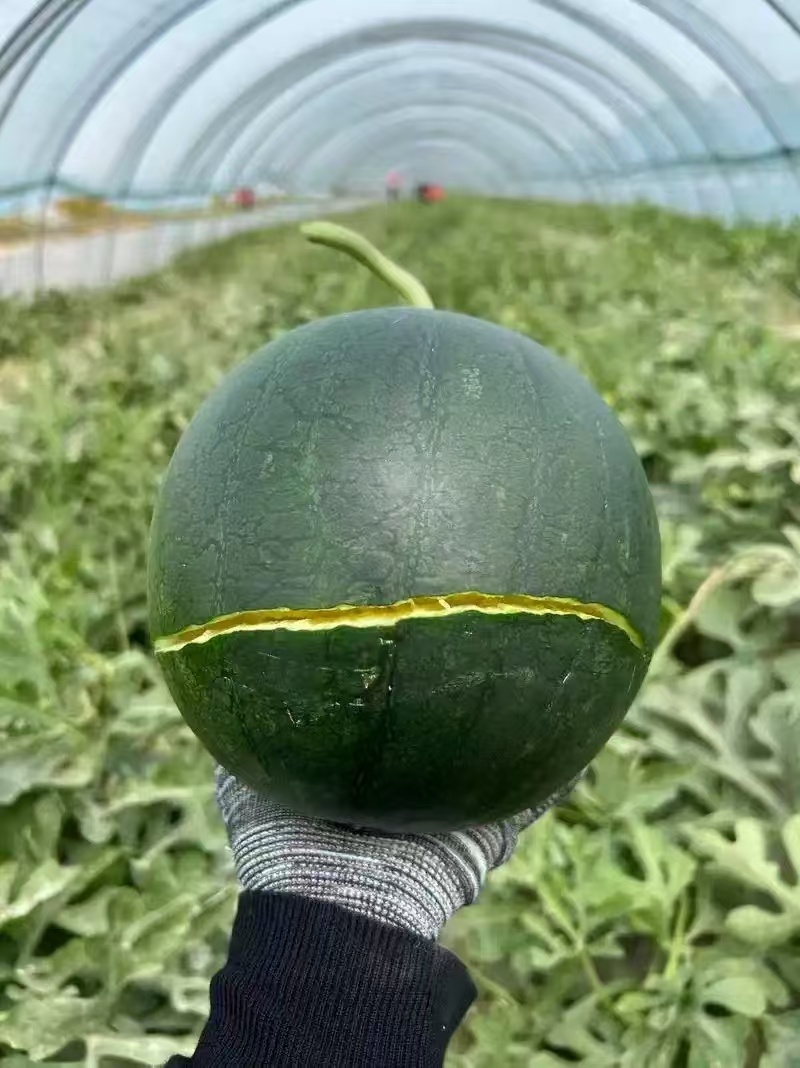 黑金西瓜上海西瓜，一手货源，量大从优，可对接电商商超等