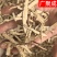包邮实拍甘肃岷县当归当归片头片全归片尾片压片规格齐全批发