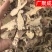 包邮实拍甘肃岷县当归当归片头片全归片尾片压片规格齐全批发
