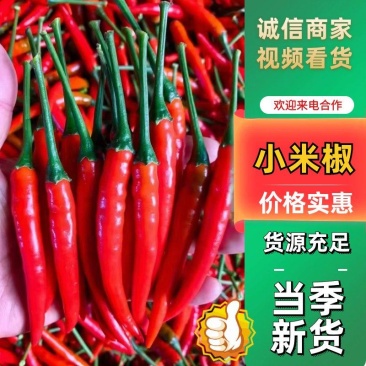 小米椒河南大量上市质量保障诚信经营等您来电