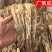 包邮实拍甘肃岷县当归当归片头片全归片尾片压片规格齐全批发