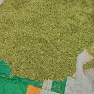 猫爪草种子