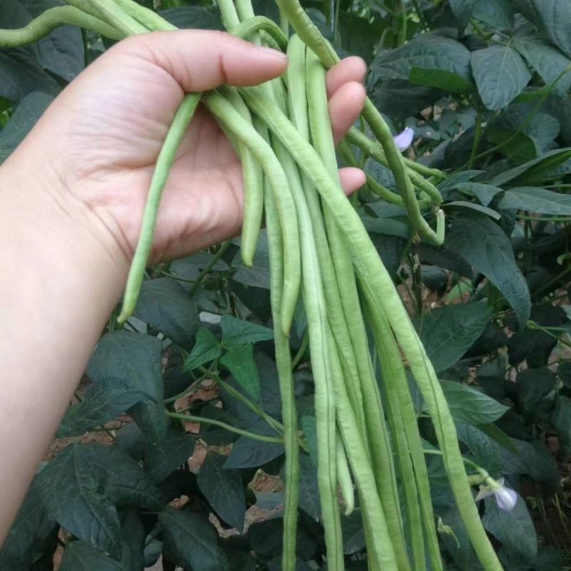 利农绿焰豇豆种子早中熟高产耐热耐高温翠绿厚肉顺直长豆角蔬