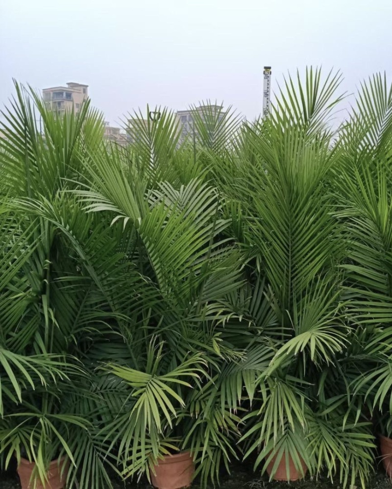 国王椰椰子树