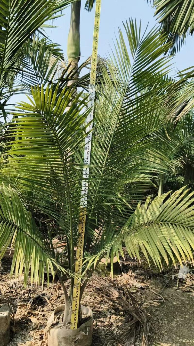 国王椰椰子树