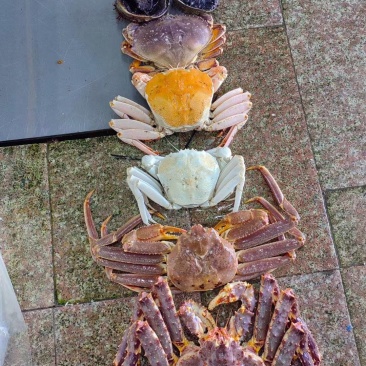 冻黄金蟹