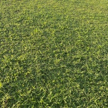 大叶油草坪