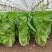 申萌厚叶油亮快菜种子杂交无毛刺白帮四季速生小白菜蔬菜青菜