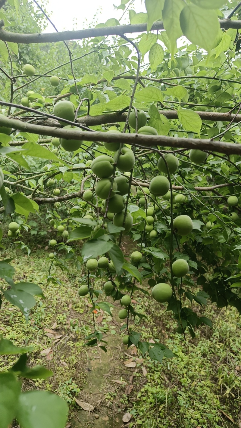 手摘青梅
