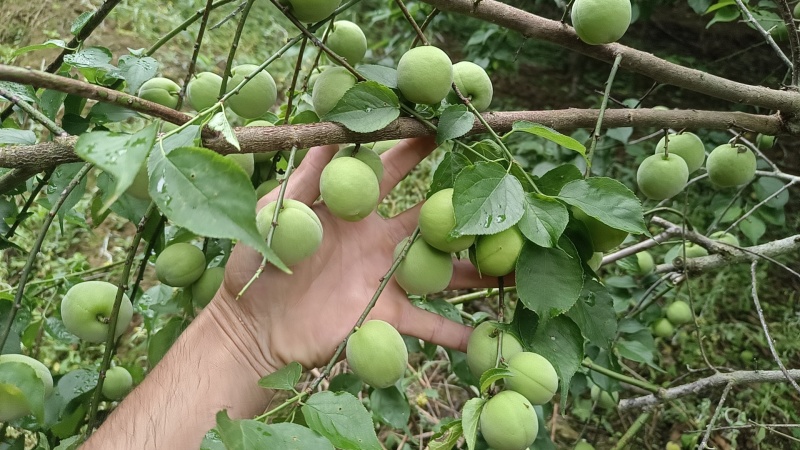 手摘青梅