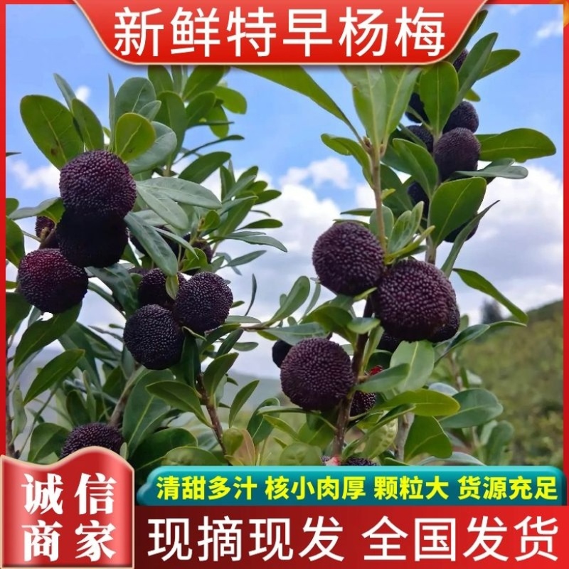 云南省石屏县高原杨梅大量上市一手货源产地直发