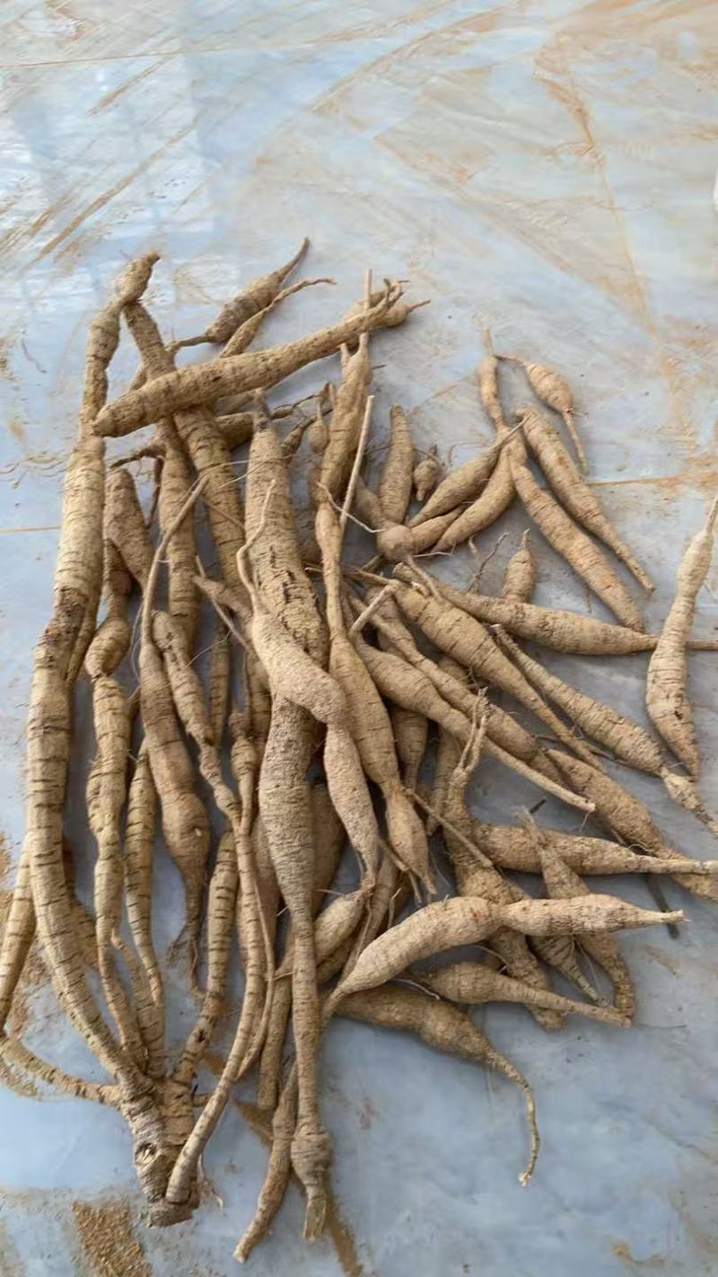野生牛大力，蛋串串香甜可口