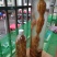 野生牛大力，蛋串串香甜可口
