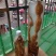 野生牛大力，蛋串串香甜可口