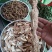 野生牛大力，蛋串串香甜可口