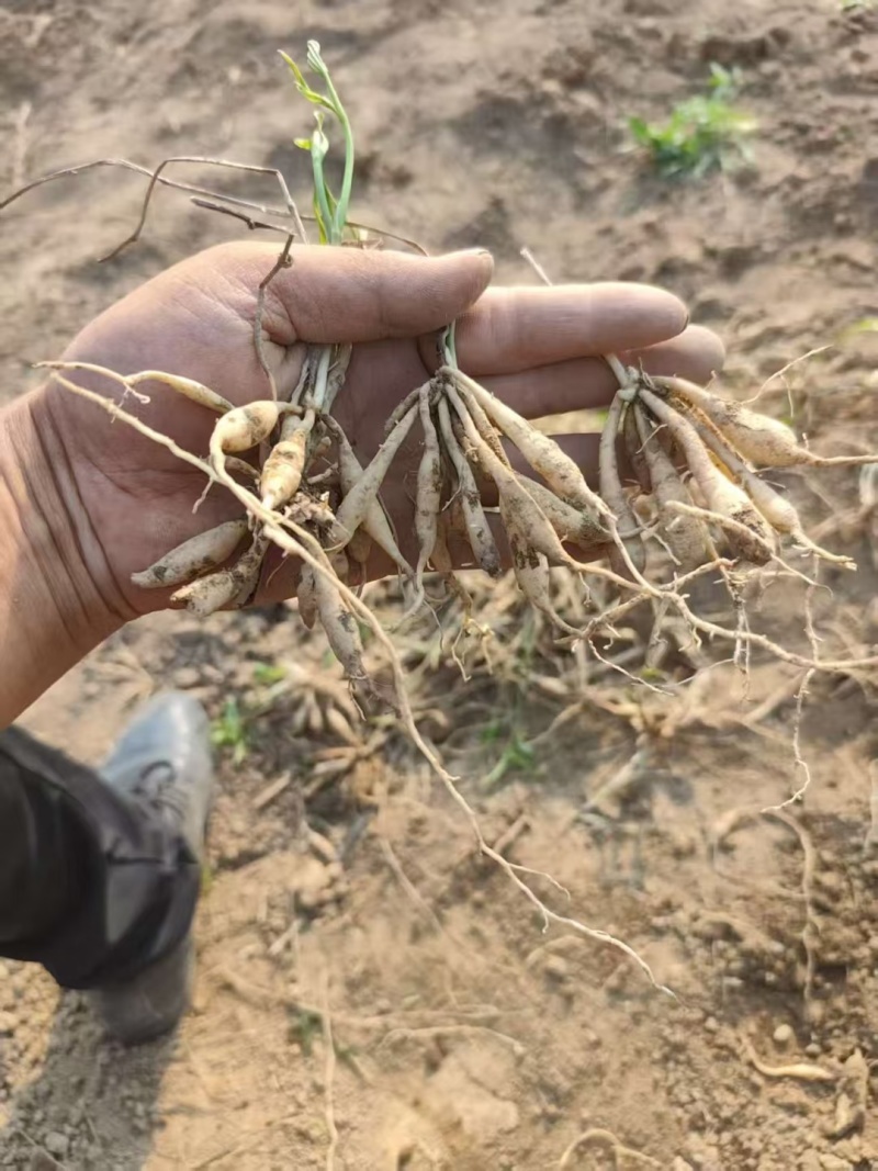 紫花大百部种苗，一手货源，品质保证，基地直发，4一十多暑