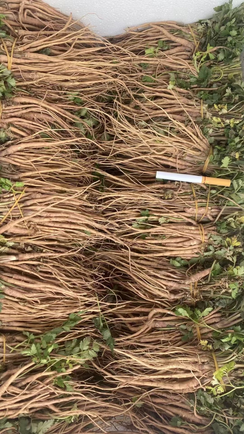 紫花大百部种苗，一手货源，品质保证，基地直发，4一十多暑