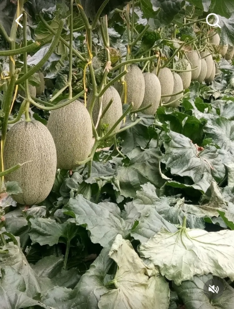 批发大朋甜瓜