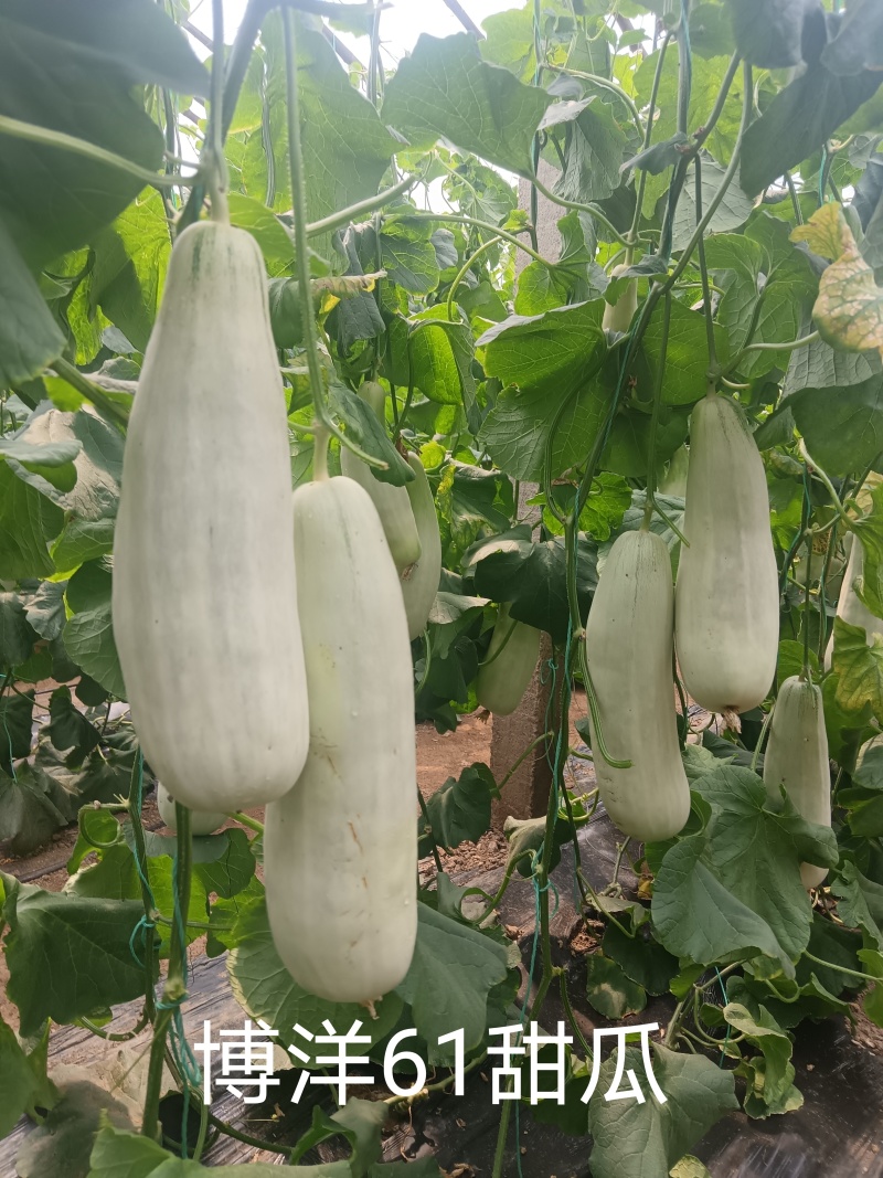 批发大朋甜瓜