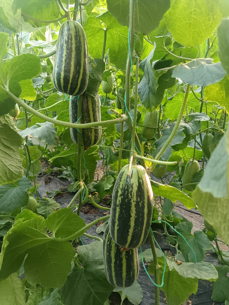 批发大朋甜瓜
