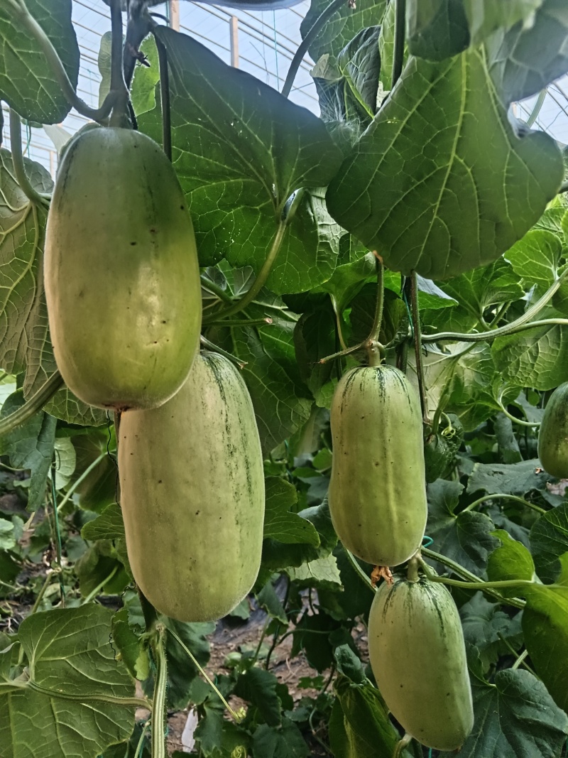 批发大朋甜瓜