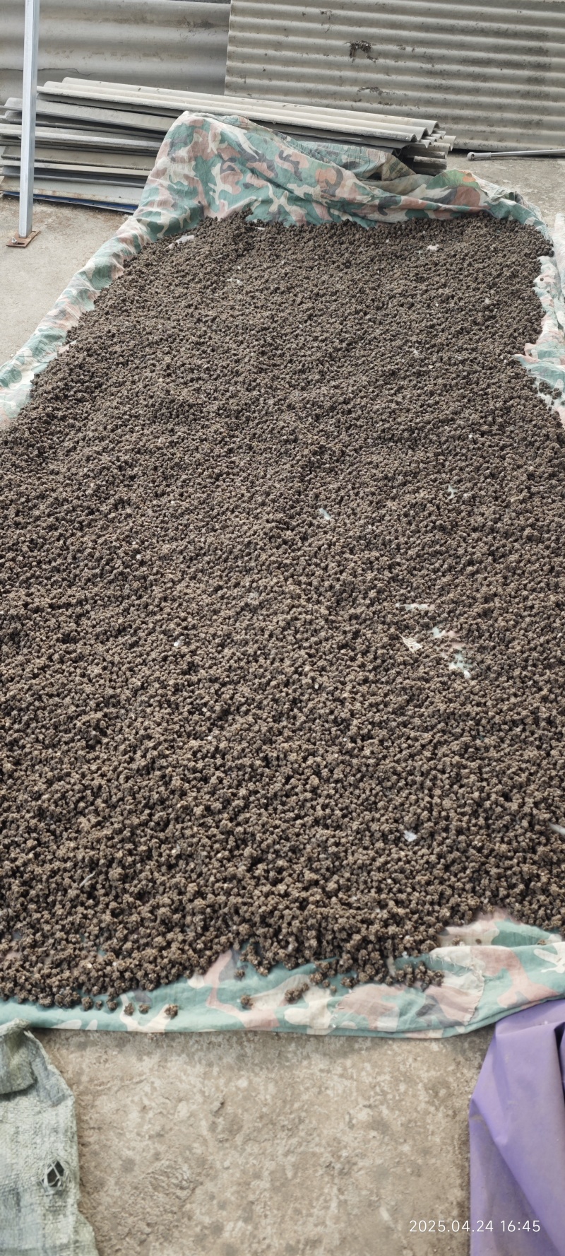 正宗野生/家种/猫爪草刚产新中药材猫爪草/泡茶良品