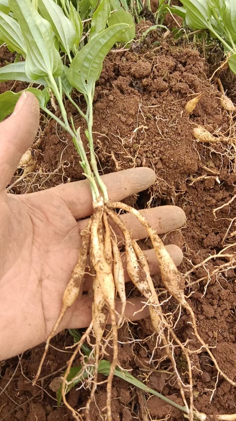 紫花大百部种苗，一手货源，品质保证，基地直发，4一十多暑