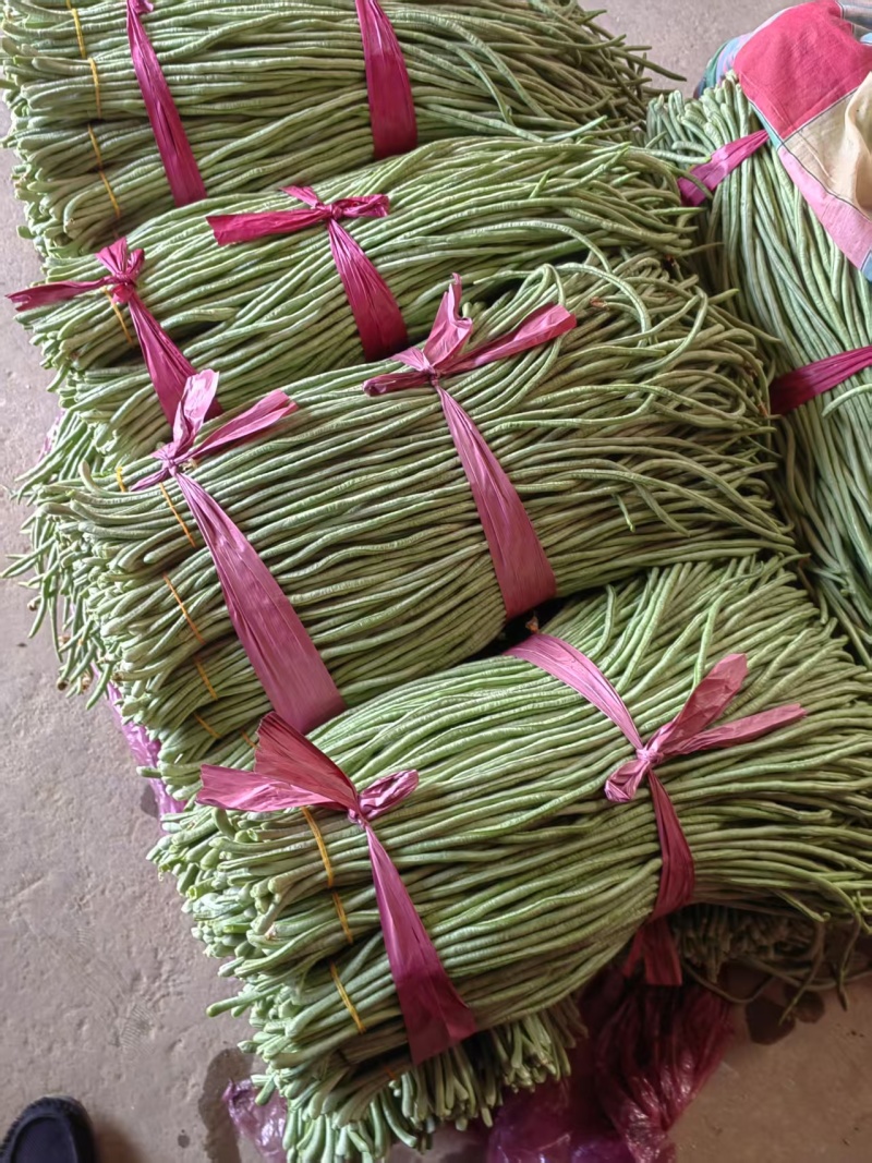 长豆角大量上市中