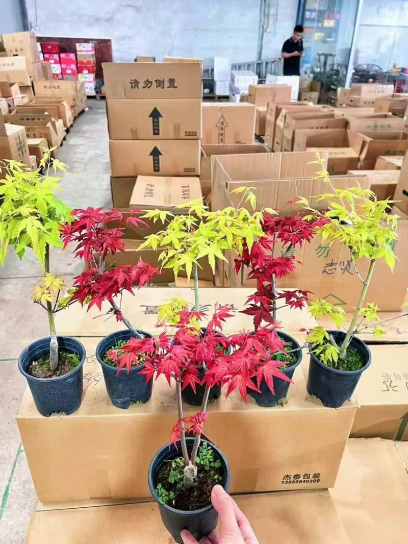精品0.25加仑盆红枫黄金枫混装，30装广州基地直销