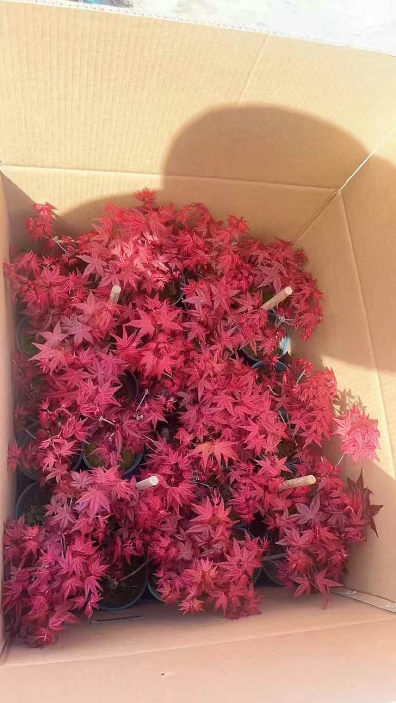 精品0.25加仑盆红枫黄金枫混装，30装广州基地直销