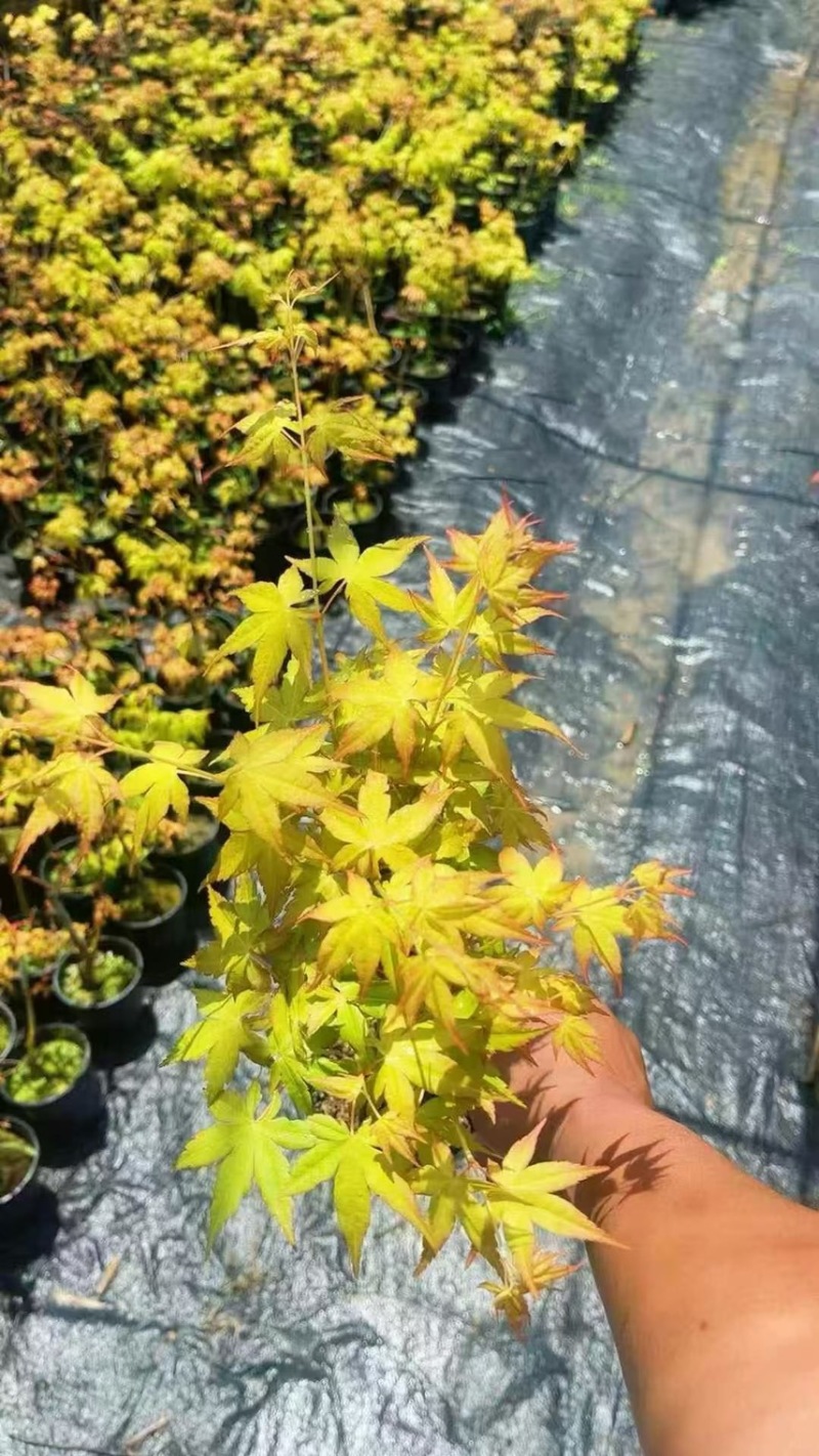 精品0.25加仑盆红枫黄金枫混装，30装广州基地直销