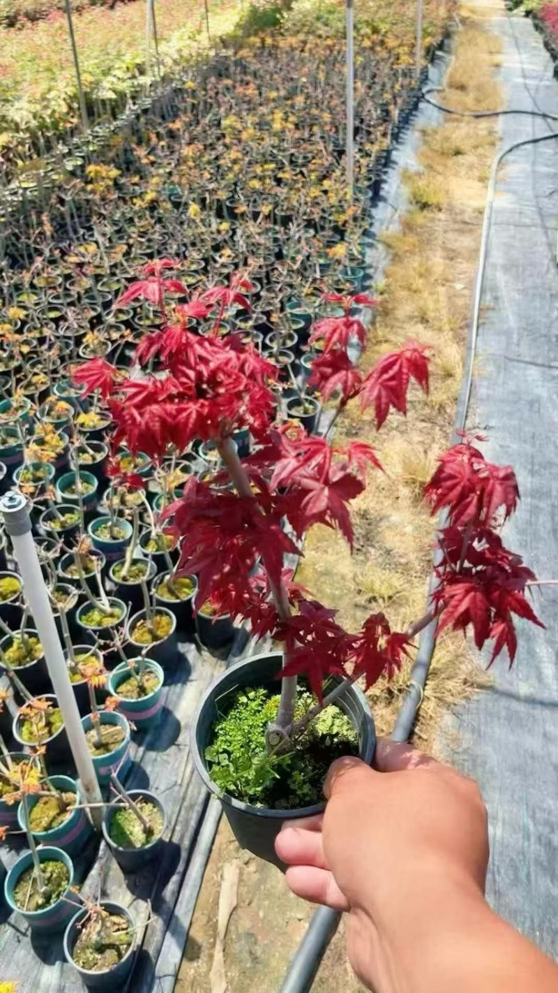 精品0.25加仑盆红枫黄金枫混装，30装广州基地直销
