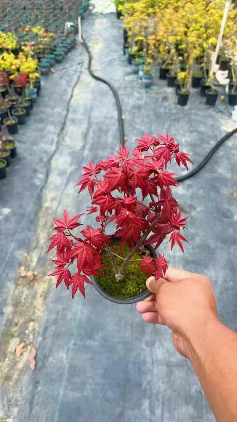 精品0.25加仑盆红枫黄金枫混装，30装广州基地直销
