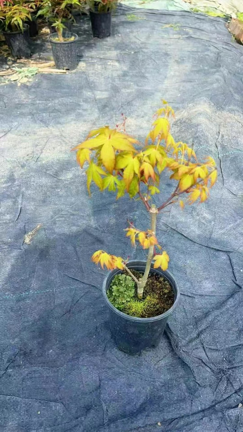 精品0.25加仑盆红枫黄金枫混装，30装广州基地直销