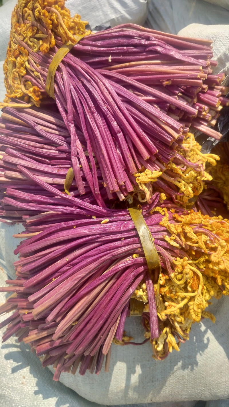 贵州蕨菜