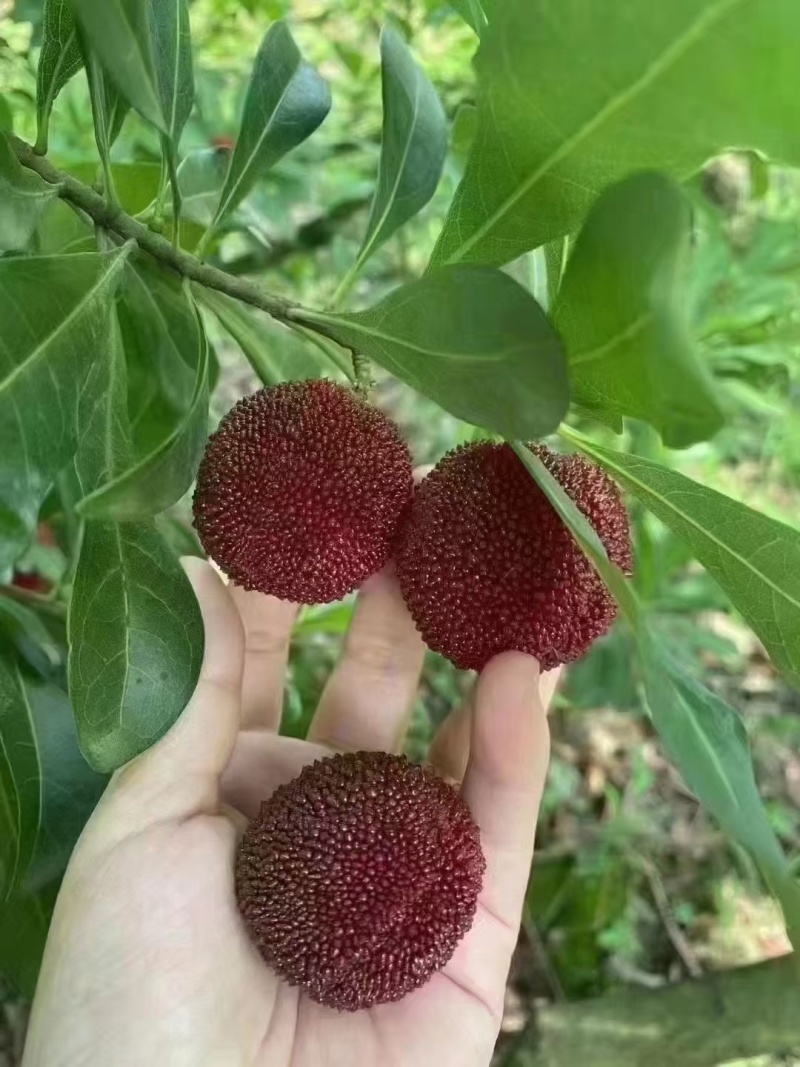 精品杨梅大量供应产地直发品质保证量大从优