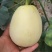 今日4月26日！白兔娃薄皮甜瓜！只是个美！需要的联系我