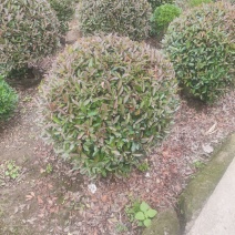 红叶石楠球