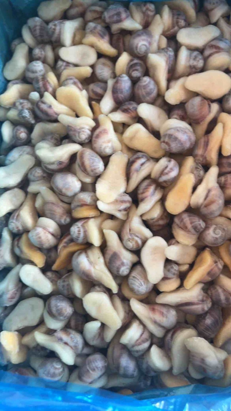 珍珠螺捞汁食材贵妃螺壳薄肉大香妃螺小海螺