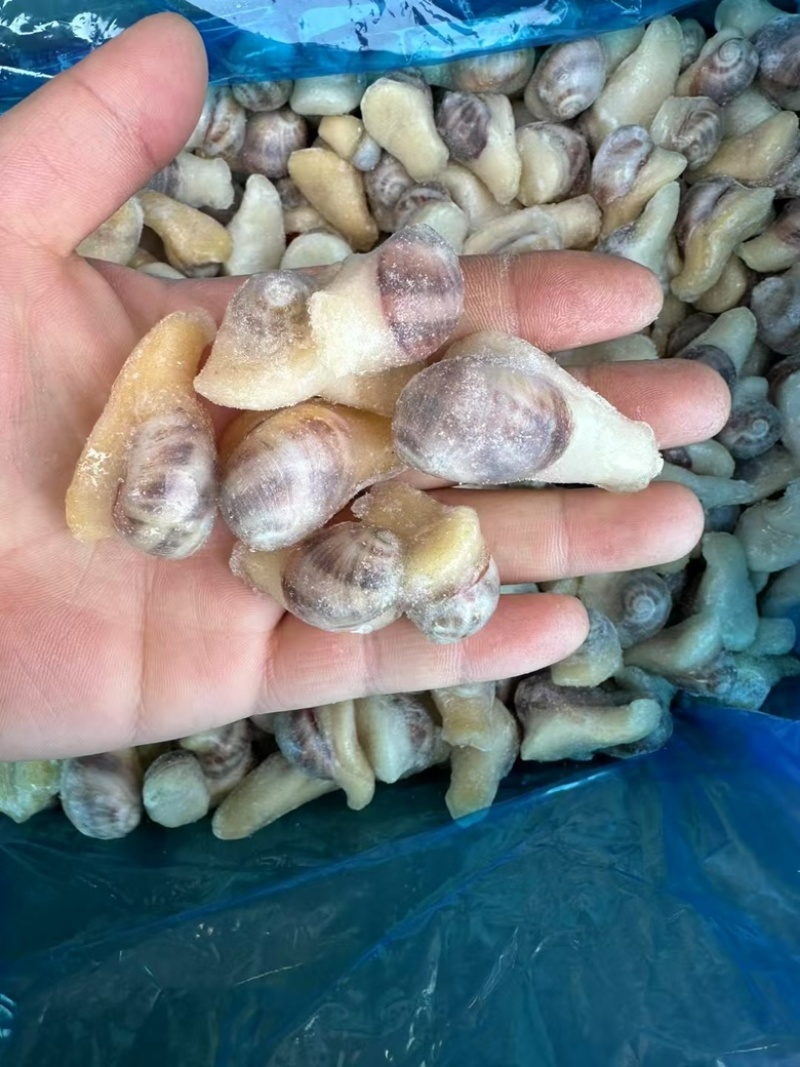 珍珠螺捞汁食材贵妃螺壳薄肉大香妃螺小海螺