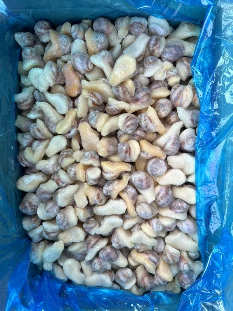 珍珠螺捞汁食材贵妃螺壳薄肉大香妃螺小海螺