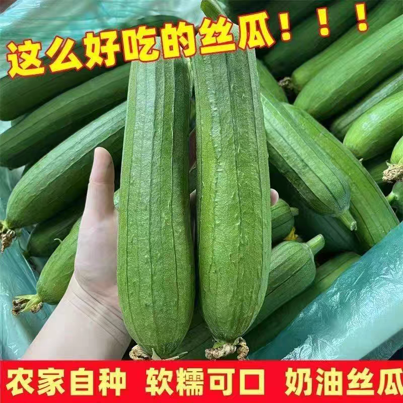 湖北精品肉丝瓜产地看货论价保质保量支持视频看货打款发货