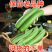 绿油皮丝瓜产地一手货源无中间商赚差价保质保量