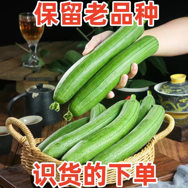 绿油皮丝瓜产地一手货源无中间商赚差价保质保量