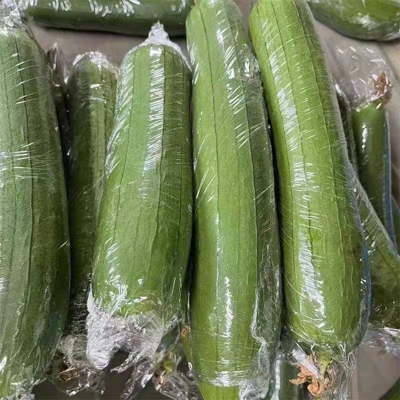 绿油皮丝瓜产地一手货源无中间商赚差价保质保量
