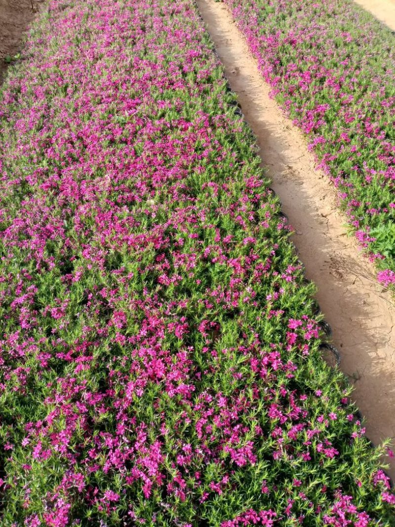 丛生福禄考芝樱